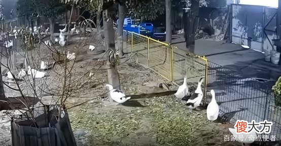 动物真能预测地震吗？常州地震前“鹅飞狗跳”，有没有科学依据？