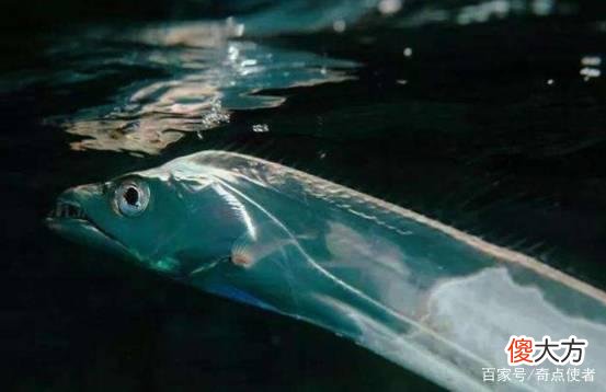 动物真能预测地震吗？常州地震前“鹅飞狗跳”，有没有科学依据？