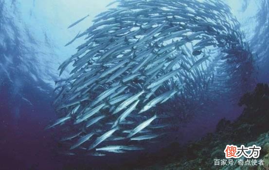 动物真能预测地震吗？常州地震前“鹅飞狗跳”，有没有科学依据？