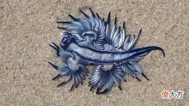 非洲海滩惊现怪异生物 被称“海洋中最美丽杀手”？！