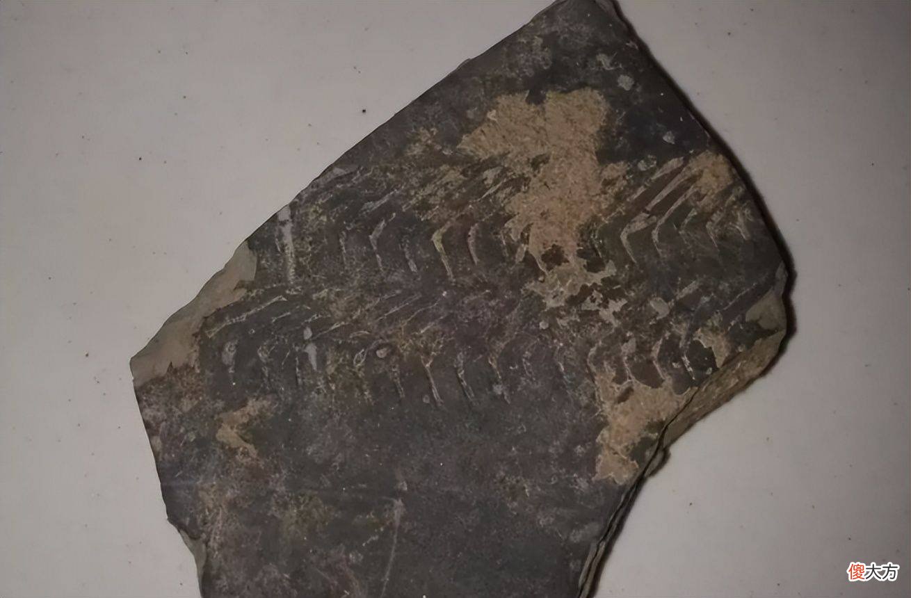 【爱历史】村民翻地挖出个“土疙瘩”，图书馆研究员2元买下，如今难以复制