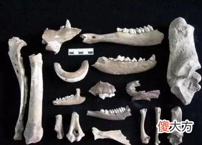 巨石阵遗址发现猪的遗骨，根据猪的产地，推测出巨石阵的用途之谜
