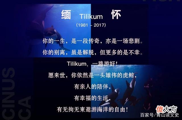 2010年，美国海洋馆32岁虎鲸突然暴起伤人，调查后原因令人心酸