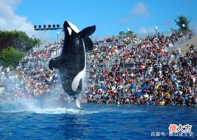 2010年，美国海洋馆32岁虎鲸突然暴起伤人，调查后原因令人心酸