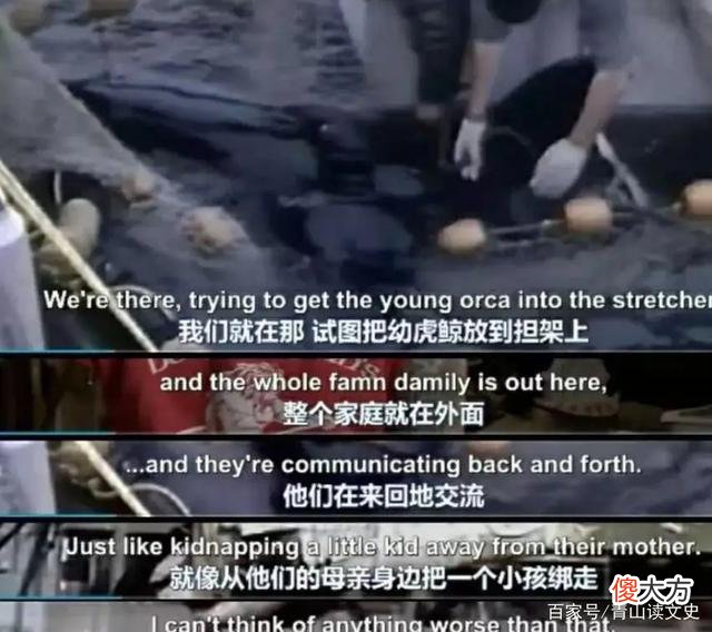 2010年，美国海洋馆32岁虎鲸突然暴起伤人，调查后原因令人心酸