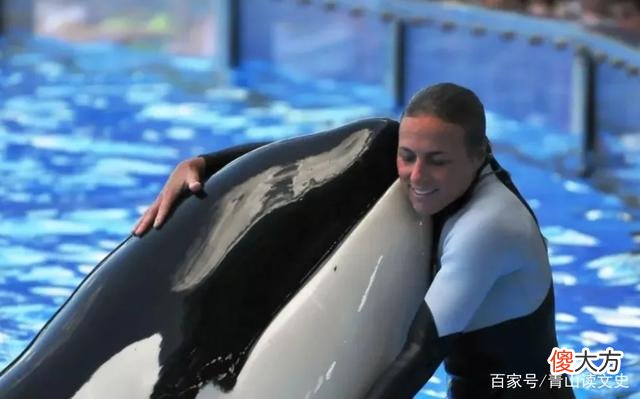 2010年，美国海洋馆32岁虎鲸突然暴起伤人，调查后原因令人心酸