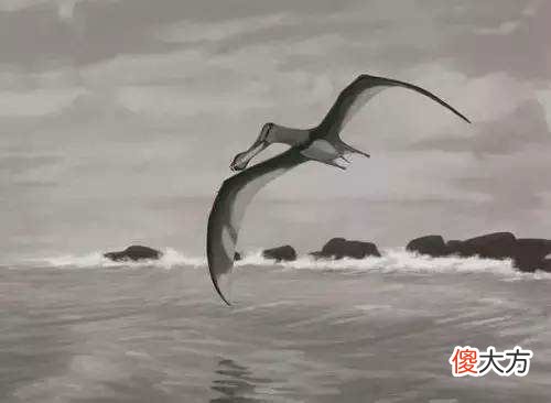女子在沙滩发现奇怪生物，体型巨大，根本没人能确定是何种生物