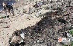 女子在沙滩发现奇怪生物，体型巨大，根本没人能确定是何种生物