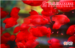 风水鱼怎么养(图文)