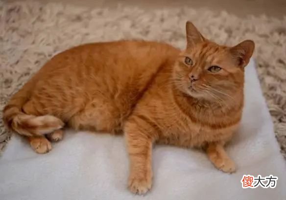 【游戏世界】全球刷屏、逆袭翻盘！当穷得只剩下猫，他们把猫做成了一款改变命运的游戏