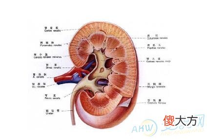 做梦梦见肾好不好(图文)