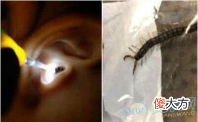 如何解析梦见虫子钻进耳朵的含义？(图文)