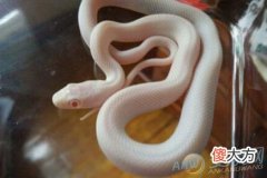 梦见手被蛇咬-梦境不同好坏不同(图文)