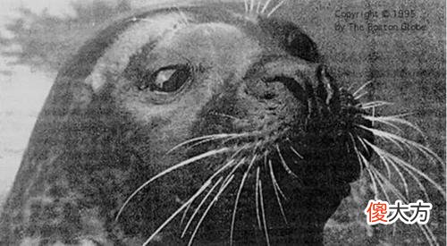 世界中最奇葩新闻，网友差点以为是假的，你听说过吗