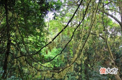 探秘现实中的食人花,还好,它只吃肉不吃人!
