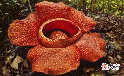 探秘现实中的食人花,还好,它只吃肉不吃人!