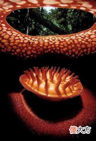 探秘现实中的食人花,还好,它只吃肉不吃人!