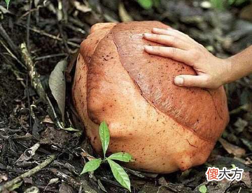 探秘现实中的食人花,还好,它只吃肉不吃人!