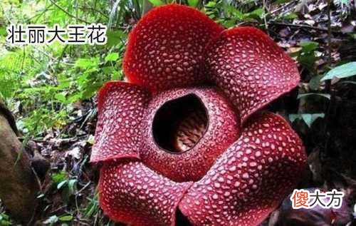探秘现实中的食人花,还好,它只吃肉不吃人!