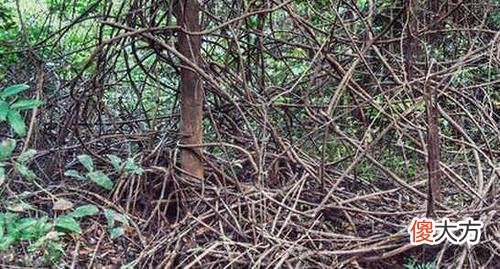 探秘现实中的食人花,还好,它只吃肉不吃人!