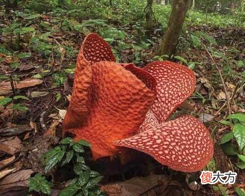 探秘现实中的食人花,还好,它只吃肉不吃人!