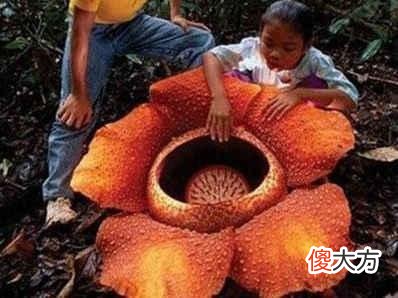 探秘现实中的食人花,还好,它只吃肉不吃人!