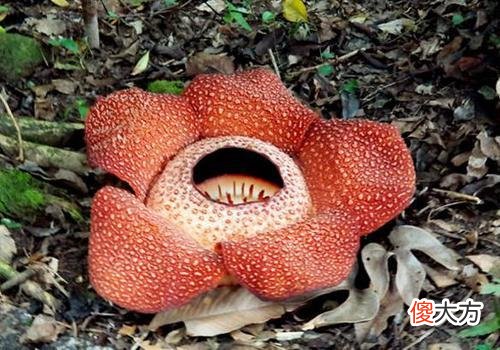 探秘现实中的食人花,还好,它只吃肉不吃人!