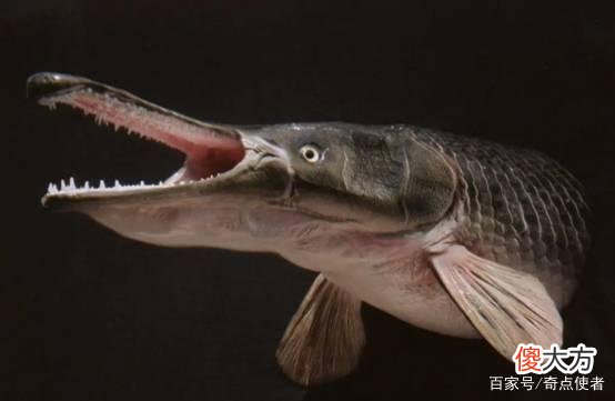 河南人工湖中发现“水怪”，嘴里长满尖牙，攻击性极强，哪来的？