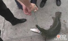 河南人工湖中发现“水怪”，嘴里长满尖牙，攻击性极强，哪来的？