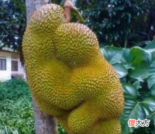 这些蔬菜水果都成精了，长相奇特，看到苹果不敢下嘴！