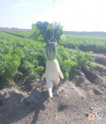 这些蔬菜水果都成精了，长相奇特，看到苹果不敢下嘴！