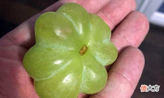 这些蔬菜水果都成精了，长相奇特，看到苹果不敢下嘴！