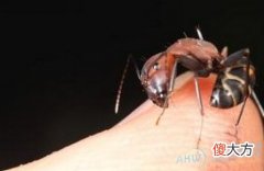 如何解读梦见身上有很多虫子？(图文)