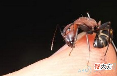 如何解读梦见身上有很多虫子？(图文)