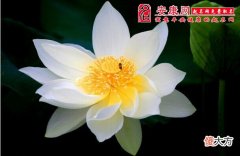 梦见脚踩屎(图文)