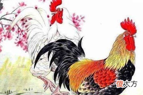 属相鸡和兔在一起对谁不利