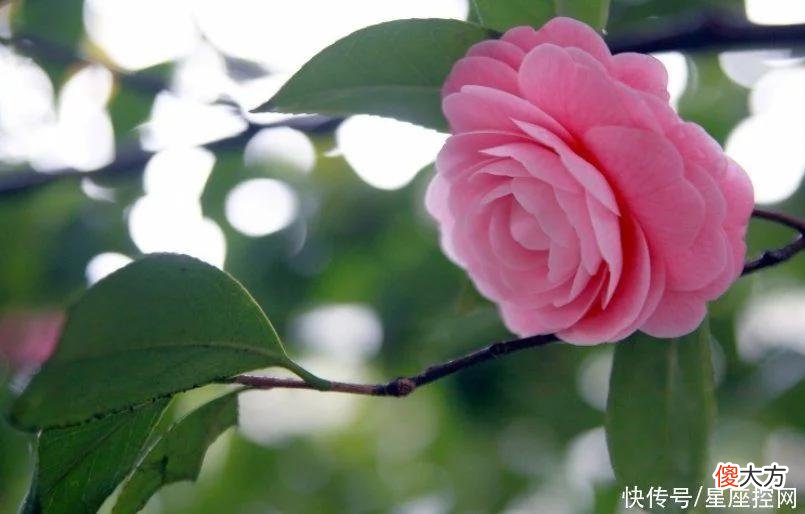 【十二星座】女人味不足，却很旺夫的3个生肖女，幸福日子很长久
