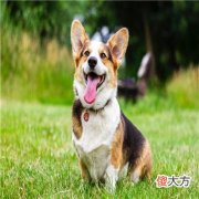 1996年12月1什么星座是什么