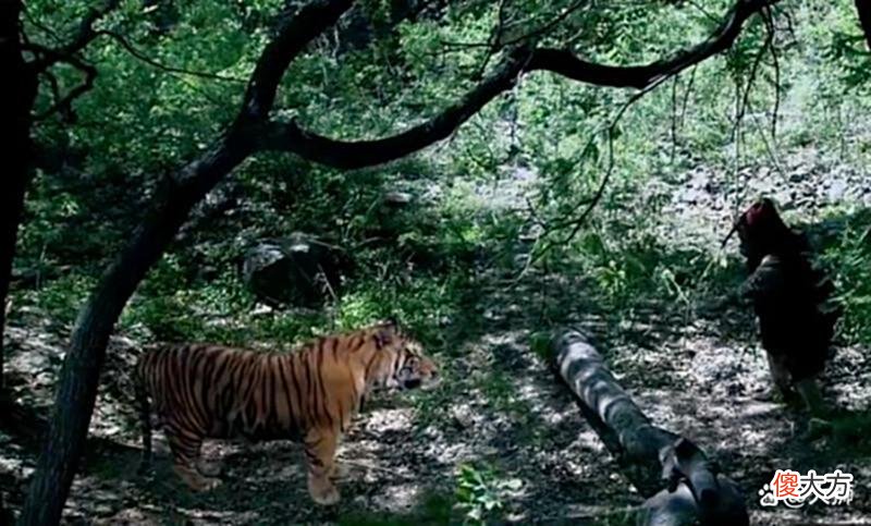 【历史故事】宋代一桩奇事：民伕避雨遭遇猛虎，随后一幕叫人费解