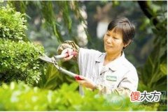 梦见园丁(图文)