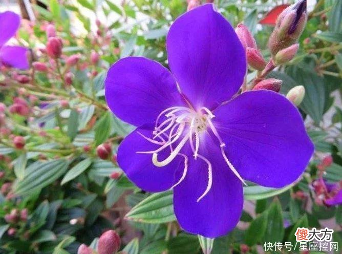 【星座控】属虎人和啥生肖有缘？为他带来好运气，人生路变得更好走