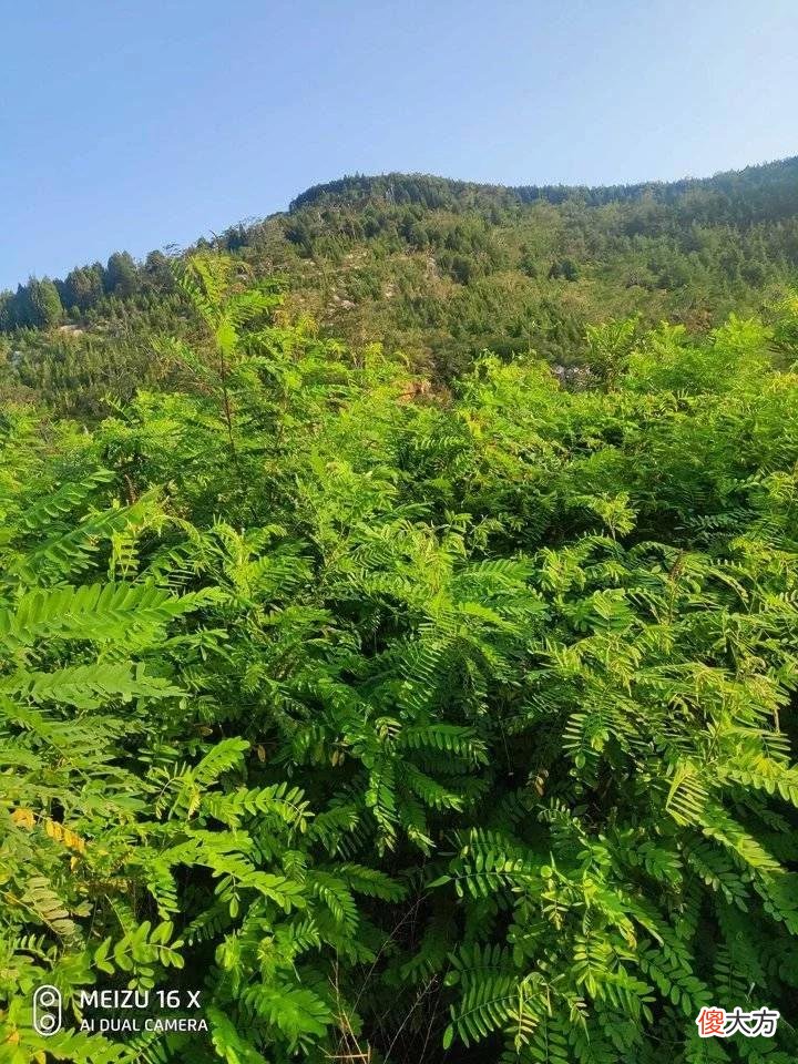 【就爱时尚】盛夏绿色的茂陵山