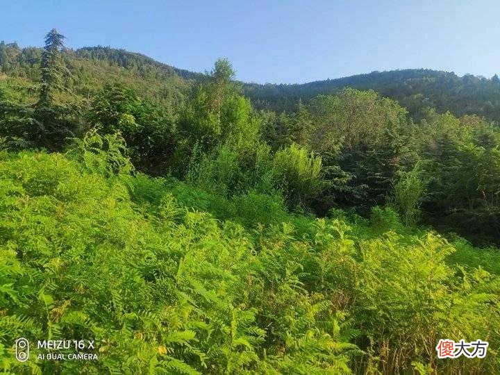【就爱时尚】盛夏绿色的茂陵山
