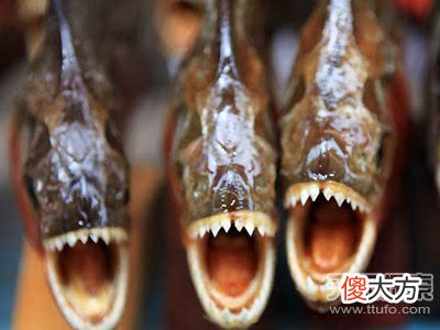 食人鱼有没有天敌?揭食人鱼神秘面纱