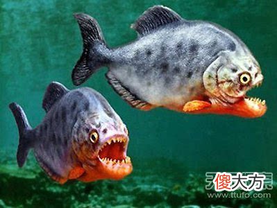食人鱼有没有天敌?揭食人鱼神秘面纱
