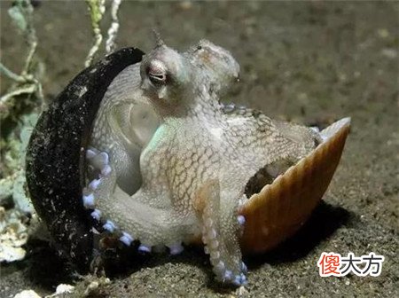男子山中砍柴疑是遇到外星生物，黑色皮肤三角眼，动作迅捷