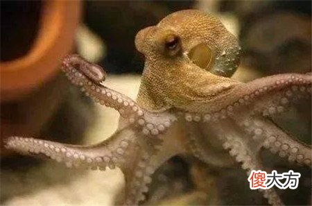 男子山中砍柴疑是遇到外星生物，黑色皮肤三角眼，动作迅捷