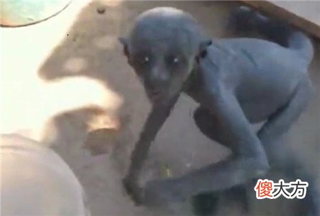 男子山中砍柴疑是遇到外星生物，黑色皮肤三角眼，动作迅捷