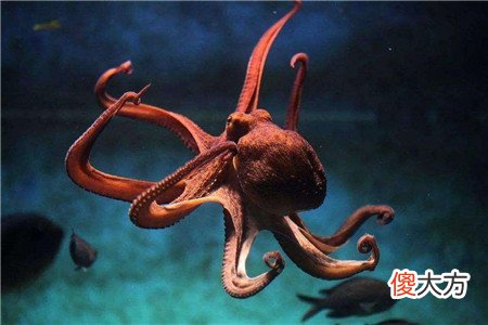 男子山中砍柴疑是遇到外星生物，黑色皮肤三角眼，动作迅捷