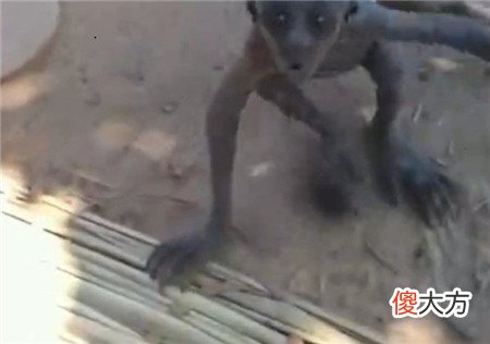 男子山中砍柴疑是遇到外星生物，黑色皮肤三角眼，动作迅捷